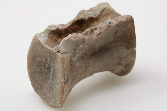 Triassic Theropod Dinosaur (Coelophysis) Vertebra - Arizona #198231